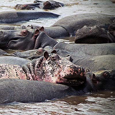 Happy hippo in the Mara river