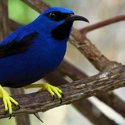 Bright tropical bird