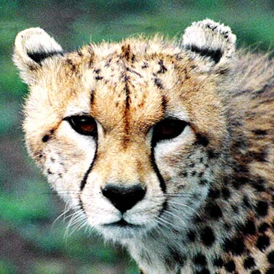 Cheetah in the Masai Mara, Kenya