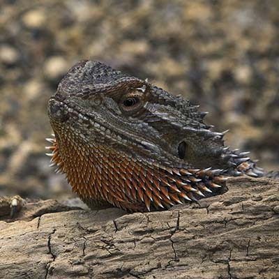 Hide and seek with a lizard