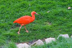 IMG_4422.jpg