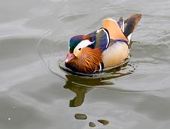 IMG_4460.jpg