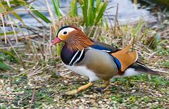IMG_4492.jpg