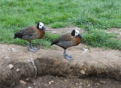 IMG_4521.jpg