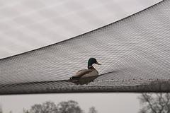 IMG_4526.jpg