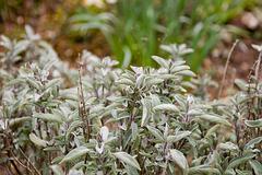 IMG_4581.jpg