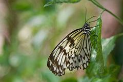 IMG_4609.jpg