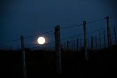 IMG_3687.jpg
