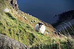IMG_3721.jpg