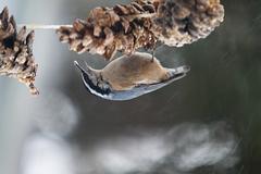 IMG_4273.jpg