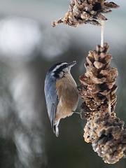 IMG_4281.jpg