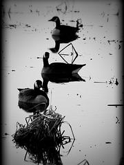 IMG_6787_DxO_raw.jpg