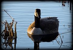 IMG_6874_DxO_raw.jpg