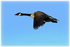 IMG_6955_DxO_raw.jpg