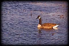 IMG_6977_DxO_raw.jpg