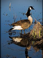 IMG_7020_DxO_raw.jpg