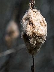 IMG_8042_DxO_raw.jpg