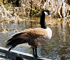IMG_8077_DxO_raw.jpg