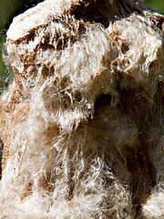 IMG_8129_DxO_raw.jpg