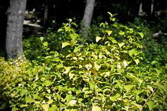 IMG_5887_DxO_raw_mrd.jpg
