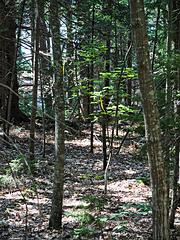 IMG_5925_DxO_raw_mrd.jpg