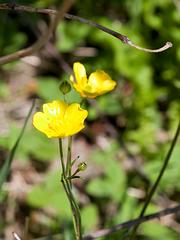 IMG_9384_DxO_raw.jpg