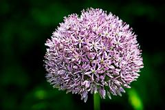 IMG_9567_DxO_raw.jpg