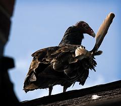 IMG_9691_DxO_raw.jpg