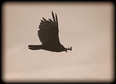 IMG_9710_DxO_raw.jpg