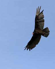 IMG_9715_DxO_raw.jpg